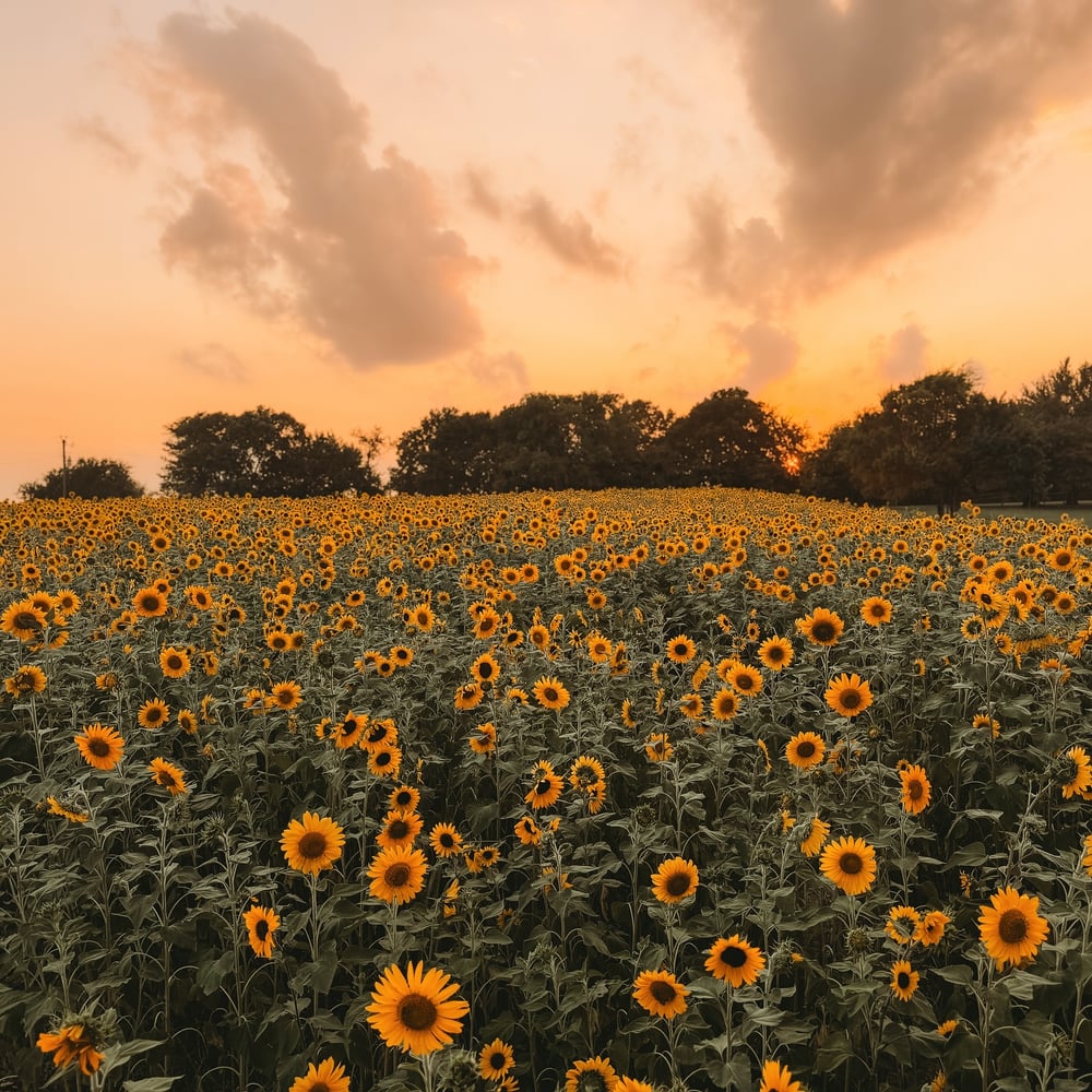 Image of Sunflower Farm | July 2026 | TEXAS