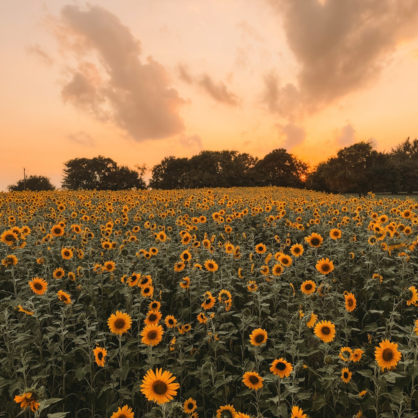 Image of Sunflower Farm | July 2026 | TEXAS