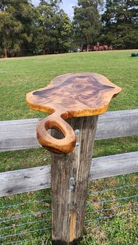 Image 3 of Camphor Laurel - 123