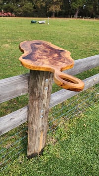 Image 4 of Camphor Laurel - 123