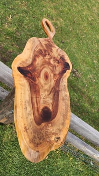 Image 2 of Camphor Laurel - 123