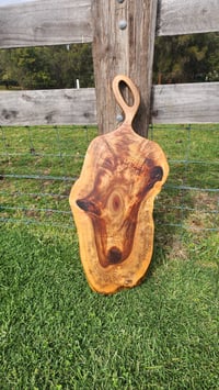 Image 7 of Camphor Laurel - 123