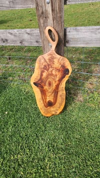 Image 1 of Camphor Laurel - 123