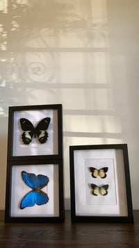 Image 3 of Papilio Gambrisius Butterfly 
