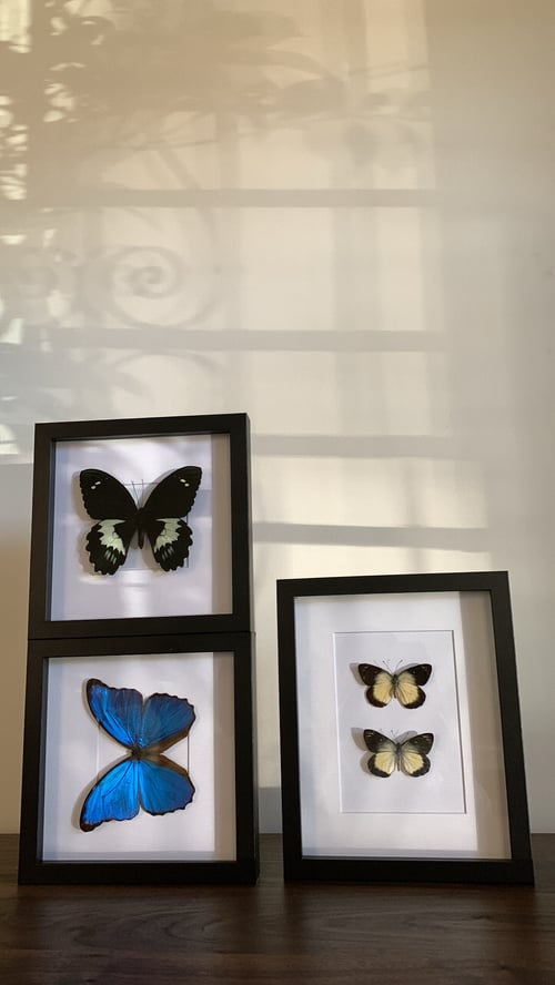 Image of Papilio Gambrisius Butterfly 