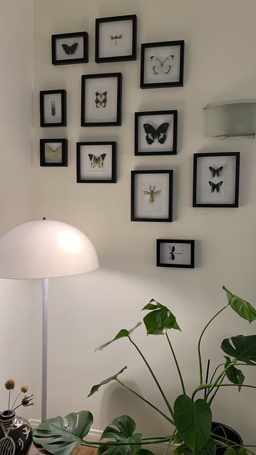 Image of Papilio Gambrisius Butterfly