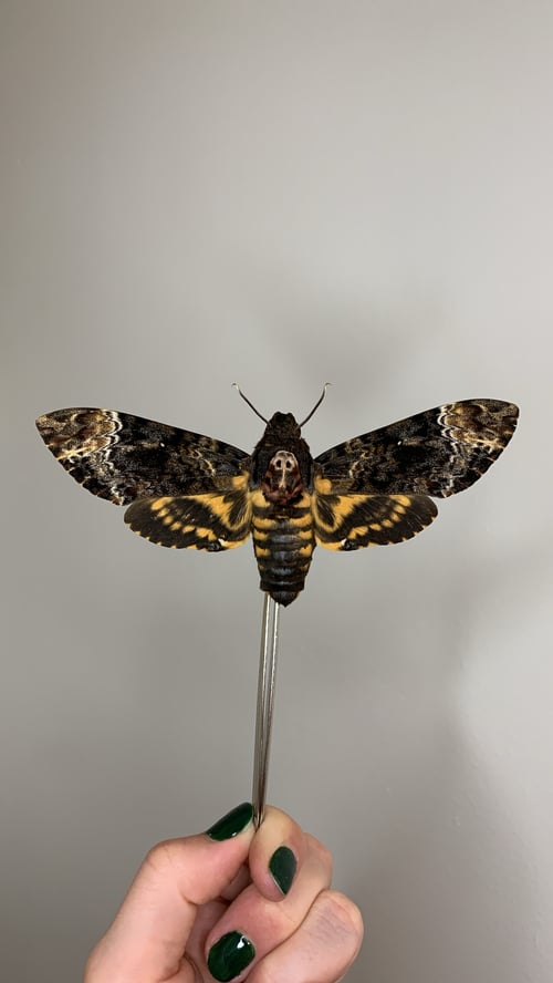 Image of Death's-head Hawkmoth