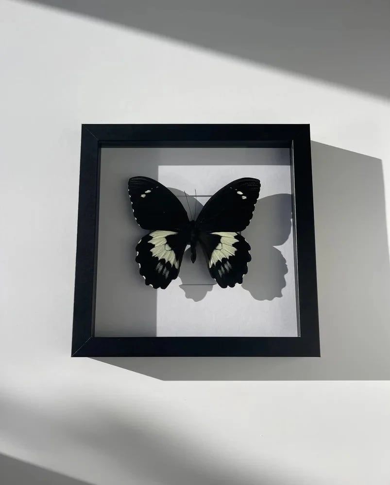 Image of Papilio Gambrisius Butterfly 