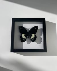 Image 1 of Papilio Gambrisius Butterfly 