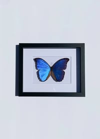 Image 1 of Blue Morpho Butterfly