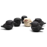 Image 8 of Chubby Bird: Albino Raven