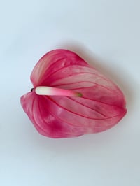 Image 2 of sample bubblegum anthurium claw