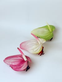 Image 3 of sample bubblegum anthurium claw