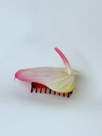Image 1 of sample candyfloss anthurium claw