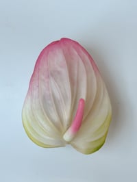 Image 2 of sample candyfloss anthurium claw