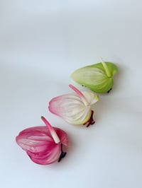 Image 3 of sample candyfloss anthurium claw