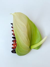 Image 2 of sample keylime anthurium claw