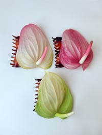 Image 4 of sample keylime anthurium claw