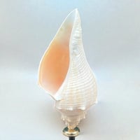 Image 3 of Coquillage escargot de mer Hémifusus sur socle en bois tourné fin XIXe -  Cabinet de curiosités