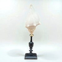 Image 6 of Coquillage escargot de mer Hémifusus sur socle en bois tourné fin XIXe -  Cabinet de curiosités