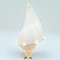 Image 4 of Coquillage escargot de mer Hémifusus sur socle en bois tourné fin XIXe -  Cabinet de curiosités