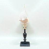 Image 5 of Coquillage escargot de mer Hémifusus sur socle en bois tourné fin XIXe -  Cabinet de curiosités