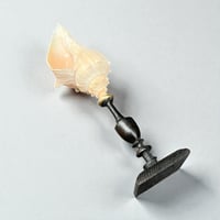 Image 8 of Coquillage escargot de mer Hémifusus sur socle en bois tourné fin XIXe -  Cabinet de curiosités