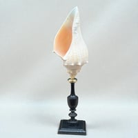 Image 1 of Coquillage escargot de mer Hémifusus sur socle en bois tourné fin XIXe -  Cabinet de curiosités