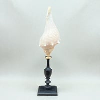 Image 7 of Coquillage escargot de mer Hémifusus sur socle en bois tourné fin XIXe -  Cabinet de curiosités