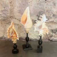 Image 9 of Coquillage escargot de mer Hémifusus sur socle en bois tourné fin XIXe -  Cabinet de curiosités