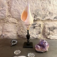 Image 2 of Coquillage escargot de mer Hémifusus sur socle en bois tourné fin XIXe -  Cabinet de curiosités