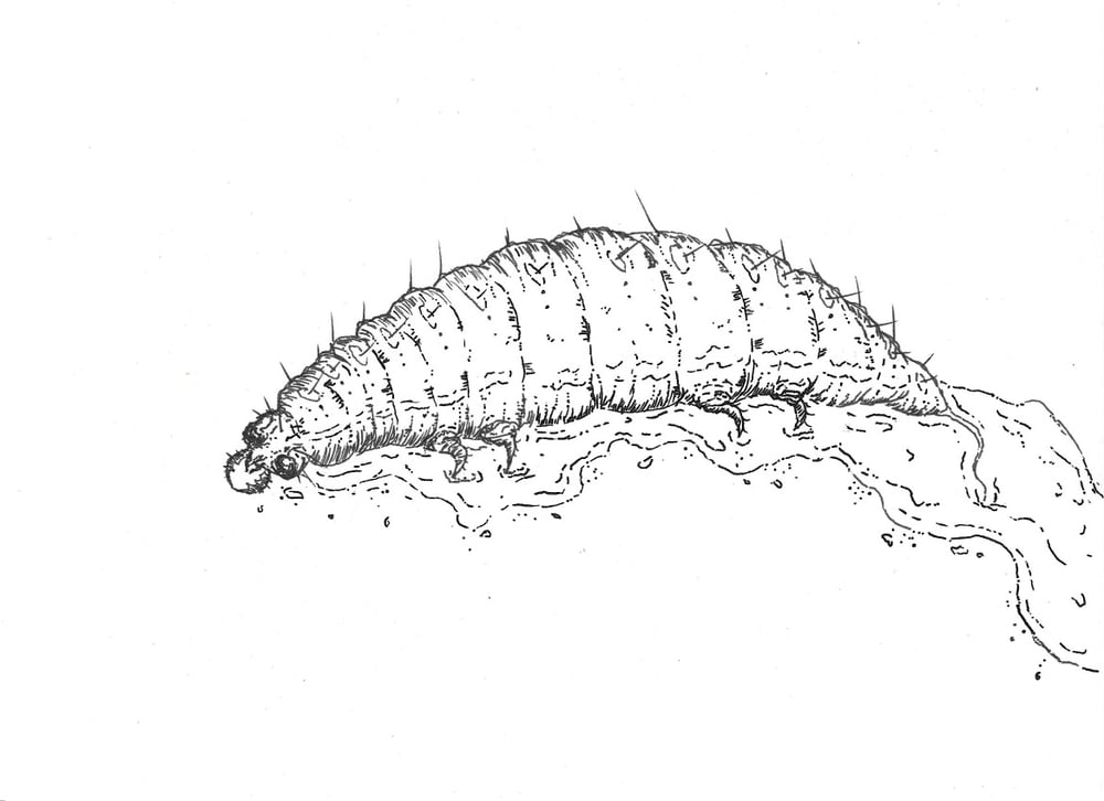 Image of "Disco Rice" Gooptroupe Art Print