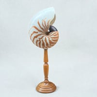 Image 1 of Coquillage nautile tigre sur pied en bois fin XIXe XXe - Nautile sur socle Nautilus Pompilius