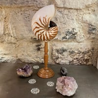 Image 3 of Coquillage nautile tigre sur pied en bois fin XIXe XXe - Nautile sur socle Nautilus Pompilius