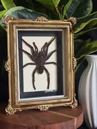 GOLD ORNATE TARANTULA BOX