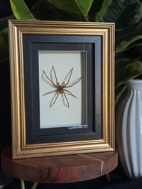 HUNTSMAN SPIDER BOX
