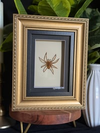 ORANGE HUNTSMAN SPIDER BOX