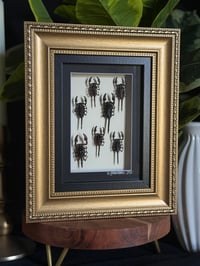 SEVEN SCORPION FRAME