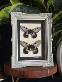 CLEAR WING SWALLOWTAIL FRAME