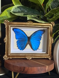 ORNATE BLUE MORPHO FRAME