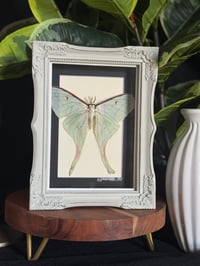 DUSTY GREY LUNA MOTH FRAME