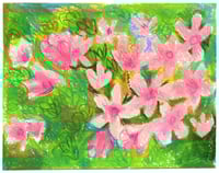 Smooth Douglasia - Art Stix Drawing