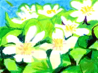Marsh Marigold - Tempera Paint Sticks
