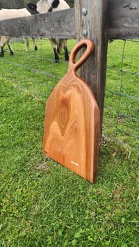 Image 1 of Sydney Blue Gum -127