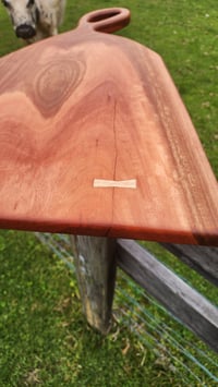 Image 4 of Sydney Blue Gum -127