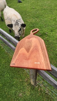 Image 6 of Sydney Blue Gum -127