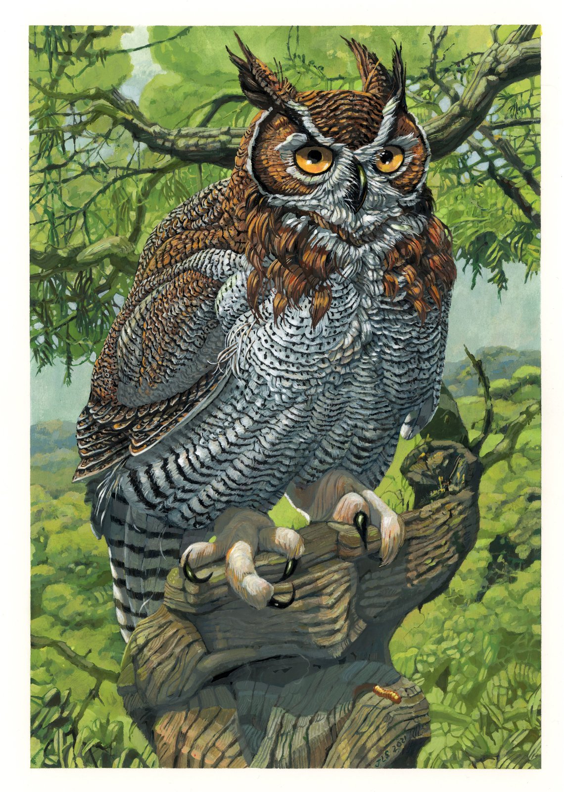 Great Horned Owl