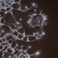 Image 2 of fossil - L