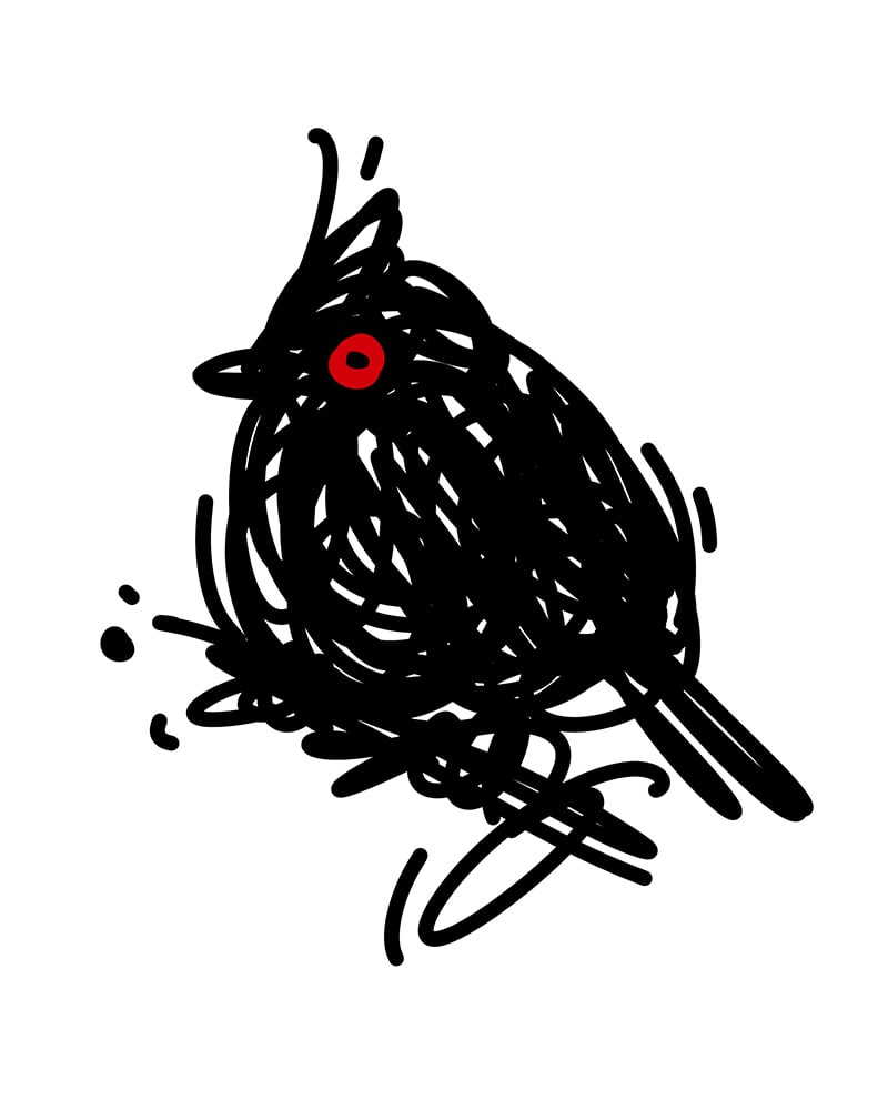 Image of Phainopepla (Scribbird Variant)