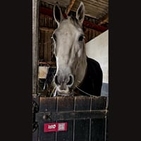 Image 2 of Burgundy Hello Horse Stable Plate – Includes Lifetime Subscription